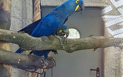 Wycieczka do ZOO